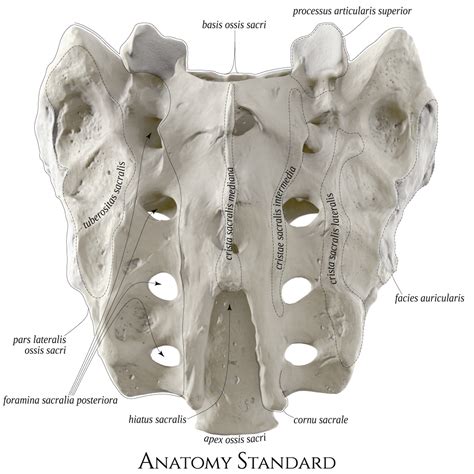 Anatomy Standard - Drawing Sacrum: posterior aspect - Latin labels ...