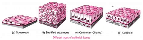 Stratified Columnar Epithelium Diagram - Body Tissues Tissues Groups Of ...