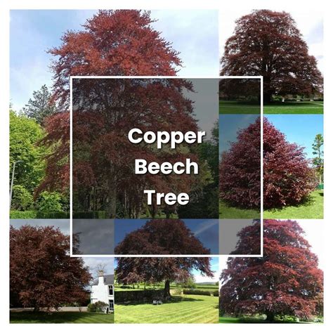 How to Grow Copper Beech Tree - Plant Care & Tips | NorwichGardener