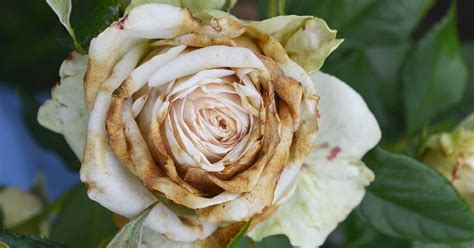 How to Identify and Treat 9 Common Rose Diseases | Gardener’s Path