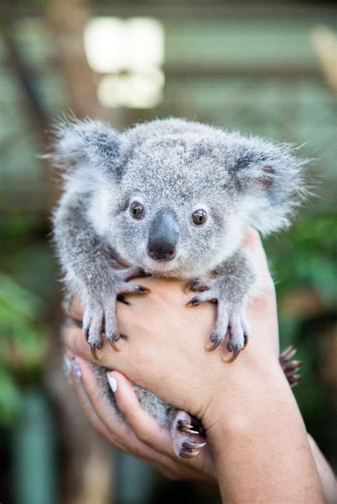 Adorable Koala Bear