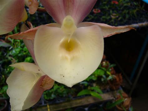 Catasetum hybrid