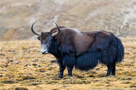 Chungba Sherpa captures photos of rare wild yaks in Lapcha-La, Humla ...