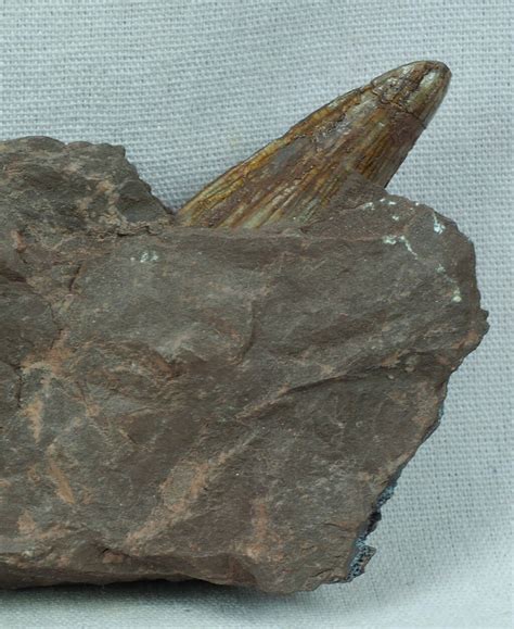 Hyneria Sarcopterygian Paleozoic Fish Fossil