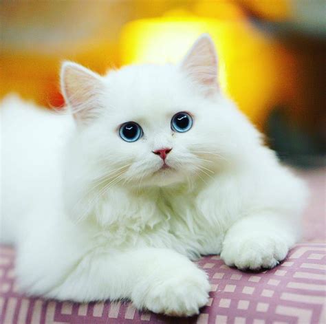 What a beautiful white kitty with such beautiful blue eyes #funnycat ...