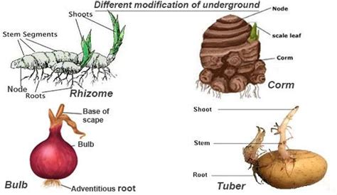 Pin on Biology- Plants