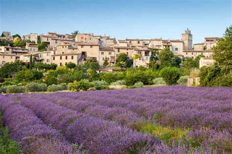 Quick Guide to the Lavender Fields, Provence [2024] | France Bucket List