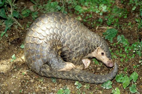 Plight of the pangolin: all eight species to move up EDGE list | EDGE ...