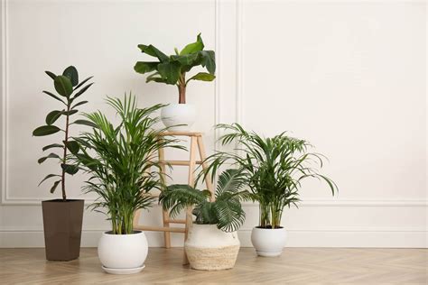 How to Grow the Best Indoor Plants - Jeffries