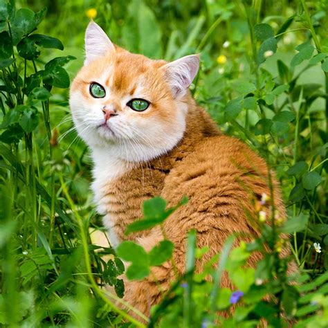 8 Orange Cat Breeds Every Tabby Lover Should Know About | Daily Paws