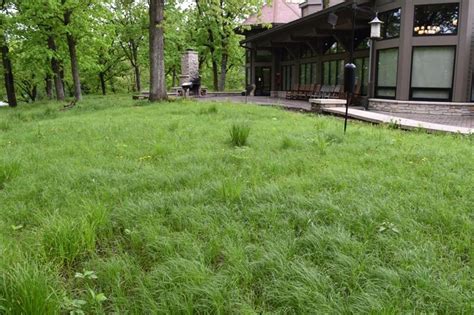 Pennsylvania Sedge (Carex pensylvanica) — Blazing Star Gardens