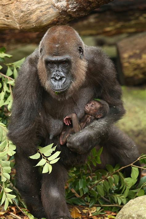 This Newborn Baby Gorilla Will Make You Miss Your Mommy