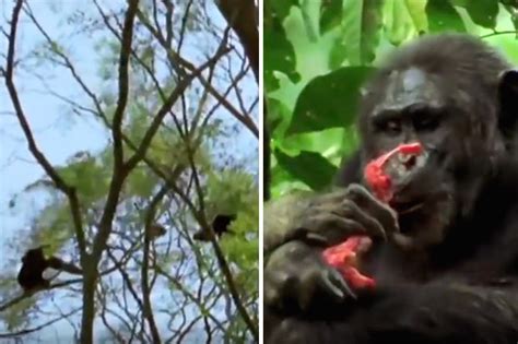 Animal news 2017: Killer chimps attack and eat monkey in shock video ...