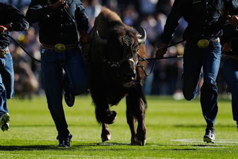 History of the Colorado Buffaloes Mascot