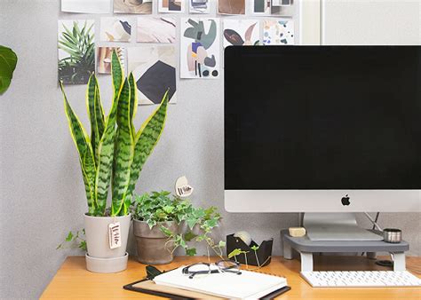 26 Best Office Desk Plants That Don’t Need Space – Thuy San Plus