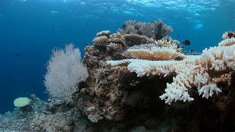 What Is Coral Reef Bleaching?