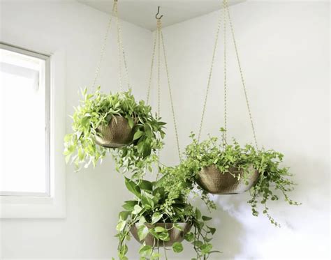 The Best Indoor Plants for Hanging Baskets - OhLaDe