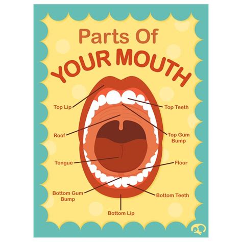 Turtle Speech Communications » Parts Of Your Mouth Poster | Speech ...