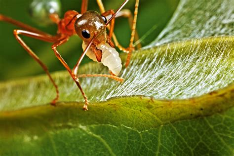 Wevermieren, termieten en wespen zijn beste architecten van de natuur ...