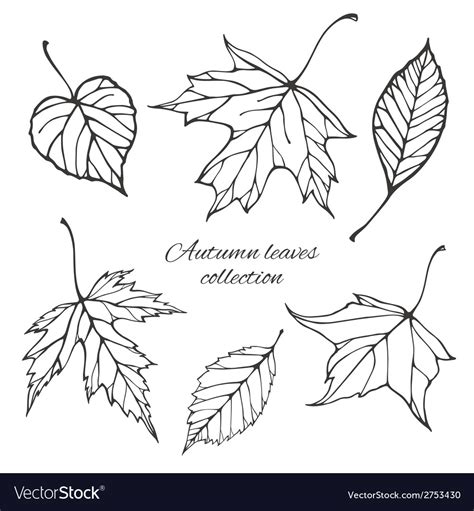 Set of outline autumn leaves Royalty Free Vector Image