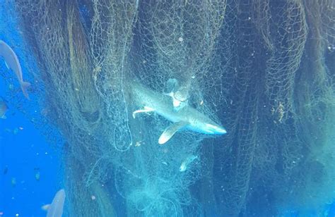 Ghost fishing nets kill hundred of sharks in the Cayman Islands – Just ...