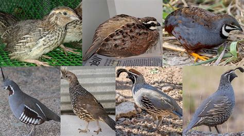 Beautiful Quail - www.espiritudetierra.com