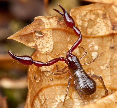 Panarthropoda.de - General - Pseudoscorpions