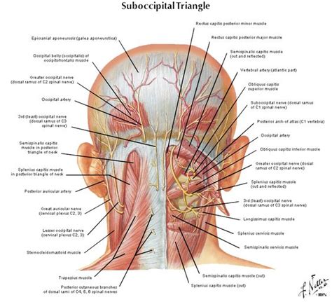 Anatomy of a Headache - Precision Chiropractic Vermont