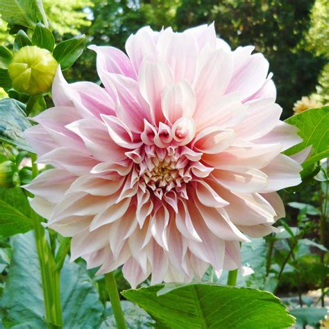 Dahlia Bulbs (Dinnerplate) - Cafe au Lait | Dahlia Tubers | Eden Brothers