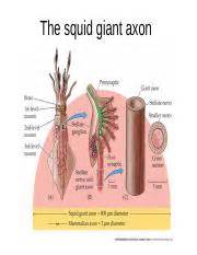 Lecture 3.-GHK, action potential - The squid giant axon Is the resting ...