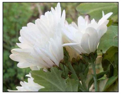 Manzanilla / Chrysanthemum indicum / WINTER ASTER : Philippine ...