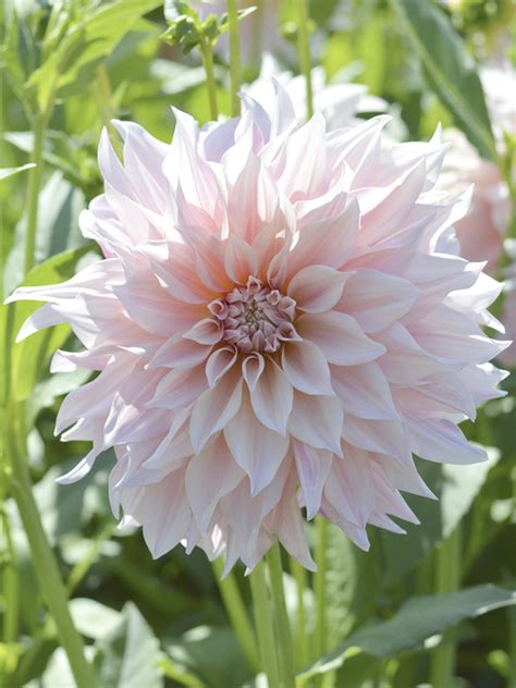 Buy Dinner plate Dahlia 'Cafe au Lait' from Holland | DutchGrown™