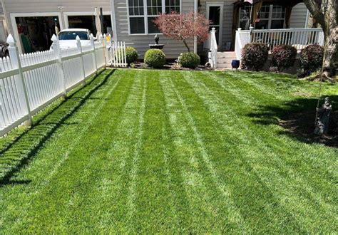 What Does A Tall Fescue Lawn Look Like: A Visual Guide | LawnHelpful.com