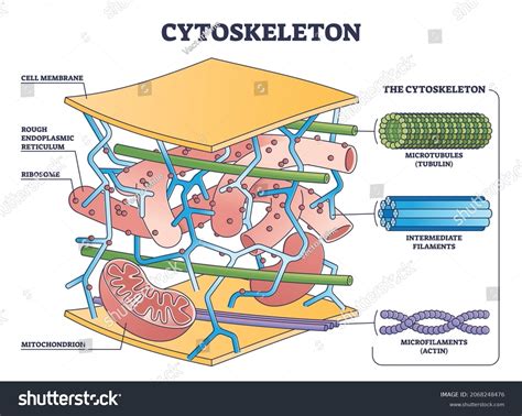 5+ Hundred Cytoskeleton Royalty-Free Images, Stock Photos & Pictures ...