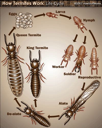 Termite Queen Anatomy