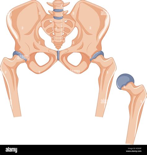 Hip bones in human body illustration Stock Vector Image & Art - Alamy