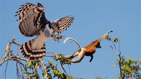 The Monkey-Eating Eagle. Look! Up in the sky! It’s a bird! | by Kyle ...