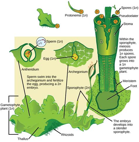 Biology, Biological Diversity, Seedless Plants, Bryophytes | OER Commons