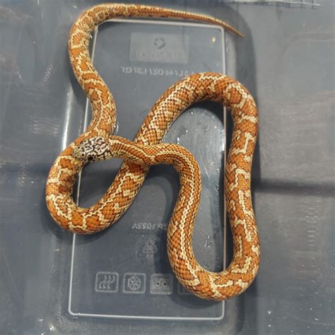 Morph ID : r/kingsnakes