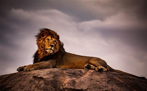 Why Are Lions Called the King of the Jungle? (+ Vital Facts)