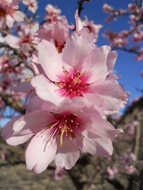 Pink Almond Tree Flowers | Almond flower, Flower images, Beautiful ...