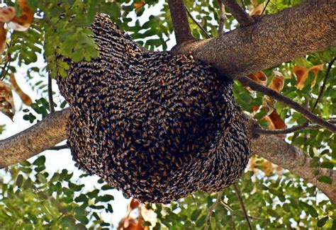 Steps to Capture Honey Bee Swarm | Buzz Beekeeping Supplies