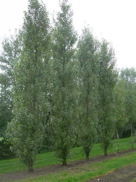 Populus nigra 'Italica' | Lombardy poplar - Van den Berk Nurseries