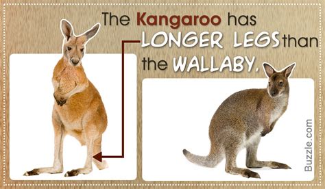 Differences Between Wallabies And Kangaroos | NeighborhoodTopic