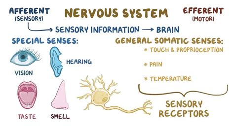 Somatosensory pathways: Video, Anatomy & Definition | Osmosis