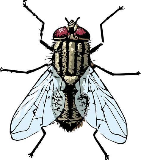 Download Fly, Housefly, Bug. Royalty-Free Vector Graphic - Pixabay