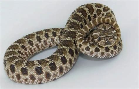 13 Incredible Hognose Snake Morphs (With Pictures)