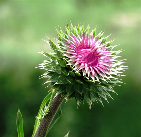 Thistle | Thistle flower, Scotland national flower, Thistles art