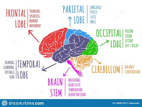 Brain Structure And Function Chart