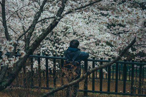 Must Visit Place Around Lake Kawaguchiko in Cherry Blossom in 2024 ...